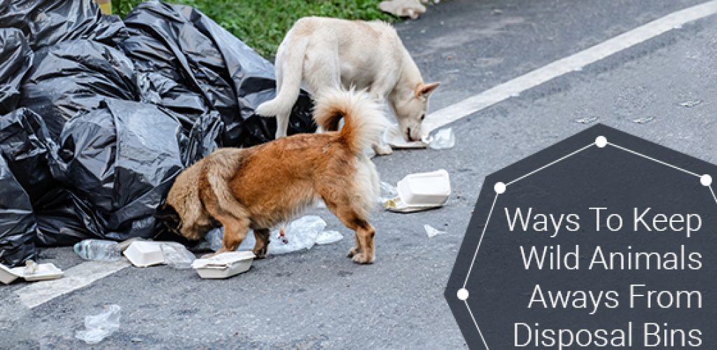 Ways To Keep Wild Animals Aways From Disposal Bins